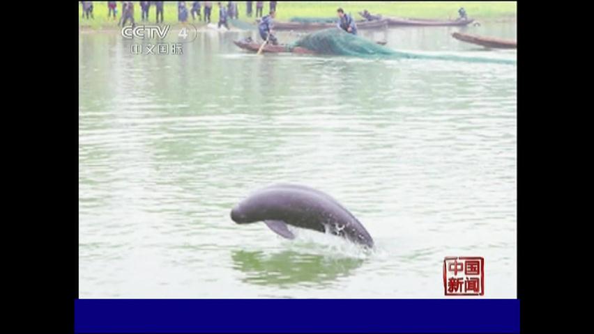 양쯔강에서 쇠돌고래 모습 포착