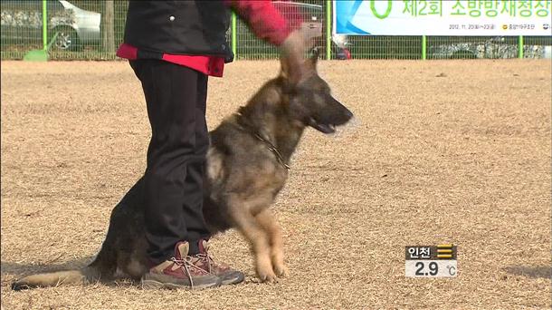 인명구조견 ‘맹활약’…최고 구조견 한자리에