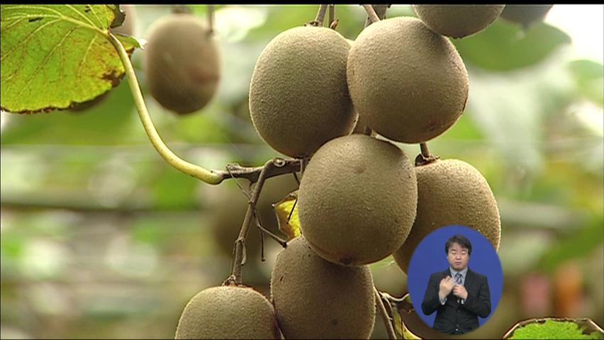 국산 ‘골드키위’ 상품성 인정…농가 소득 증대