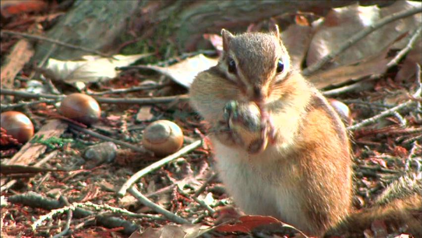 도토리 흉년…다람쥐 겨울나기 비상