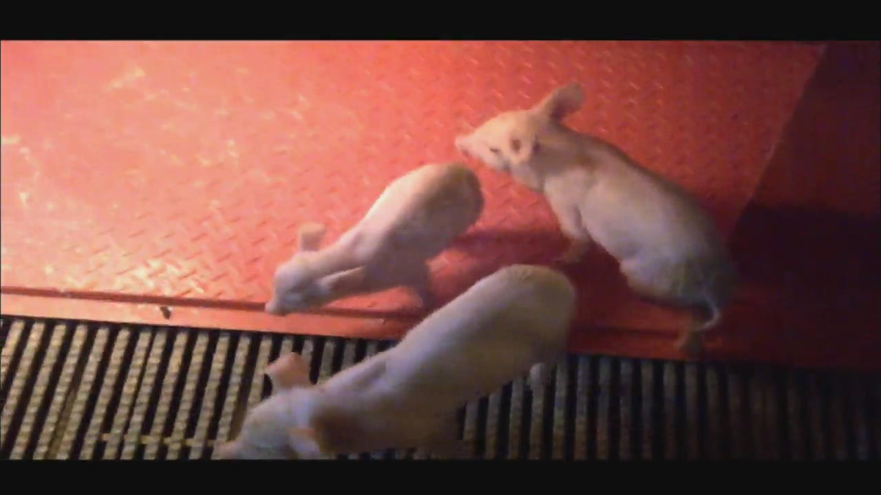 복제 돼지로 류마티스 잡는다…“세계 최초 개발”
