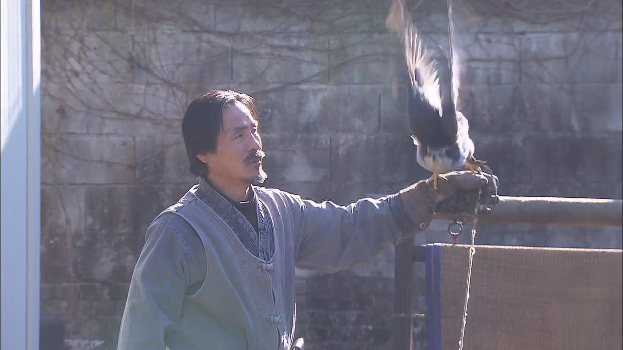 위기의 인류무형유산 ‘매사냥’