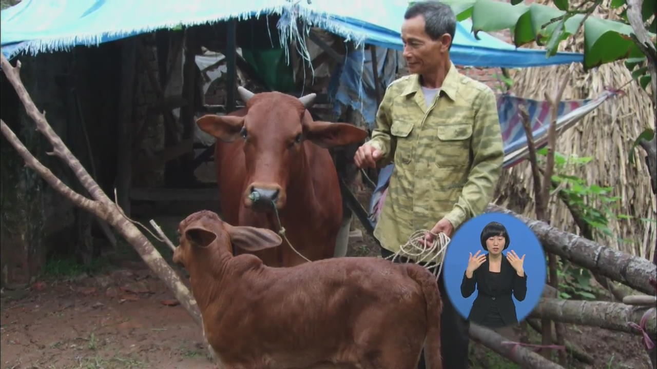 베트남 농민 희망 ‘한국 암소 은행’