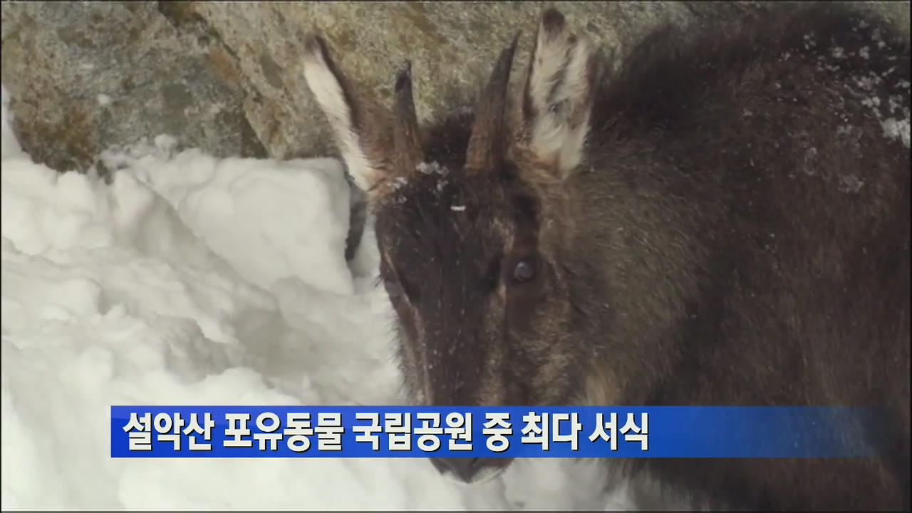 설악산 포유동물 국립공원 중 최다 서식 