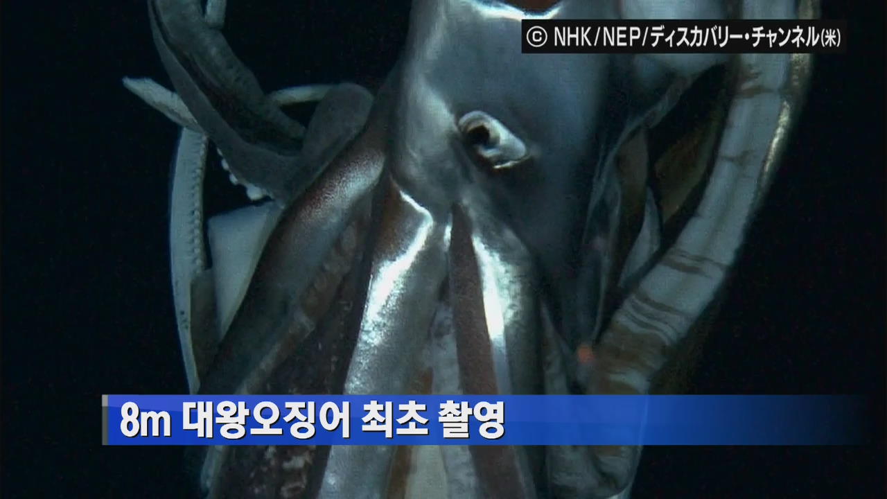 8m 대왕오징어 최초 촬영