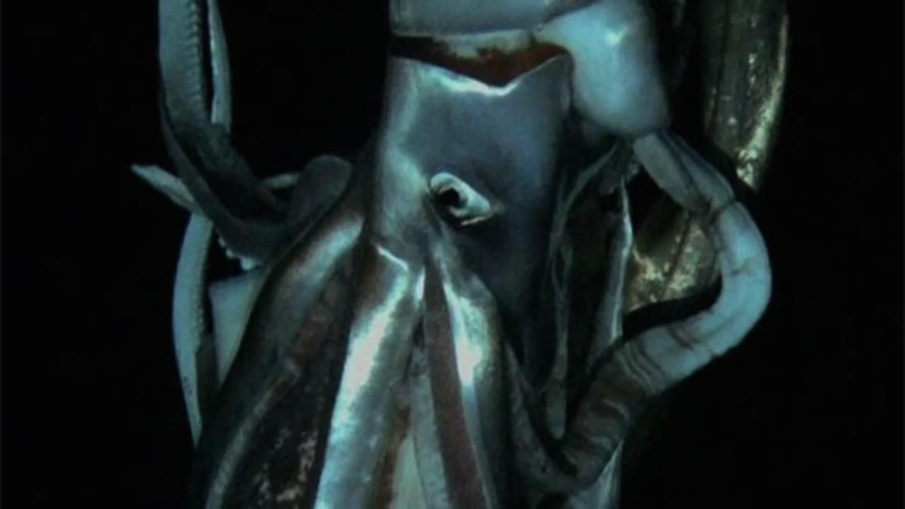[세상의 창] 세계 최초 ‘야생 대왕 오징어’ 영상 공개 外