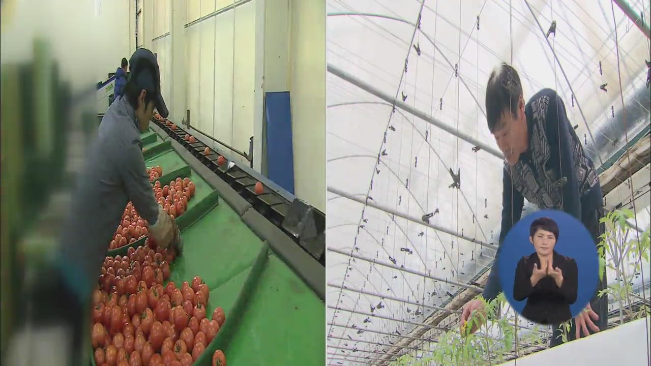 대기업, 토마토 재배시장 진출…농민들 반발