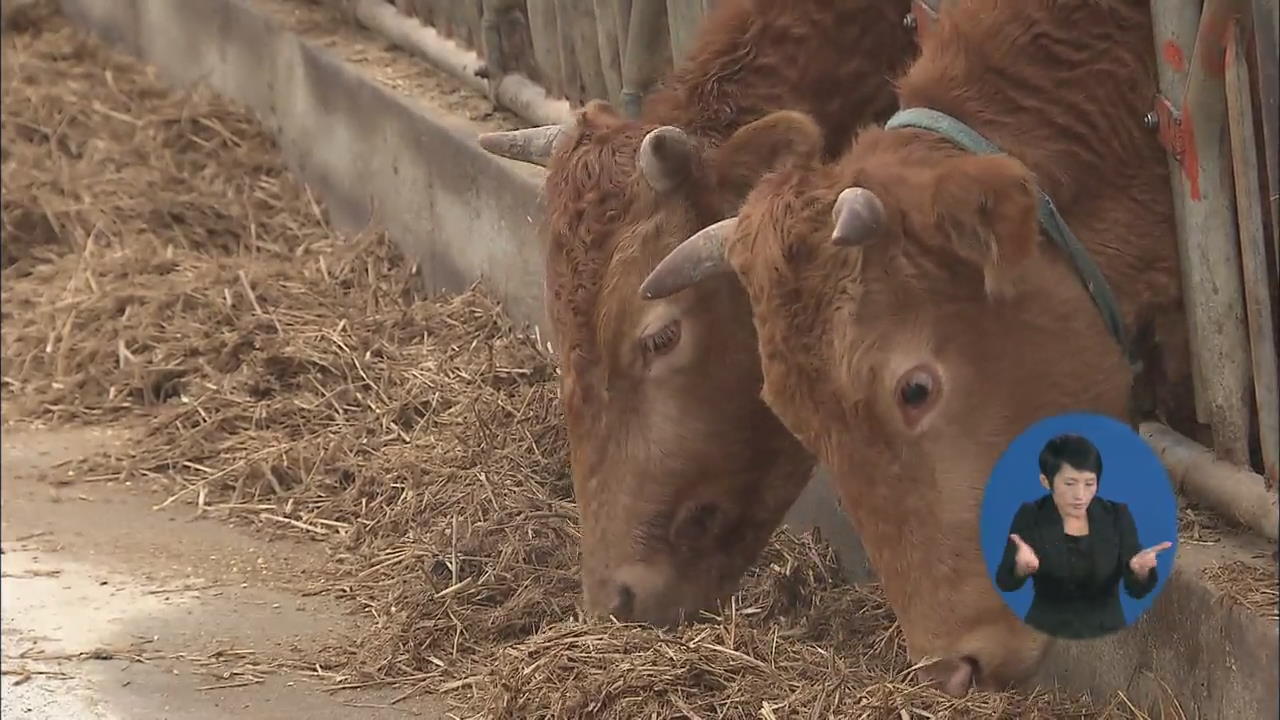 설 대목 한우시장 모처럼 활기…가격도 상승세