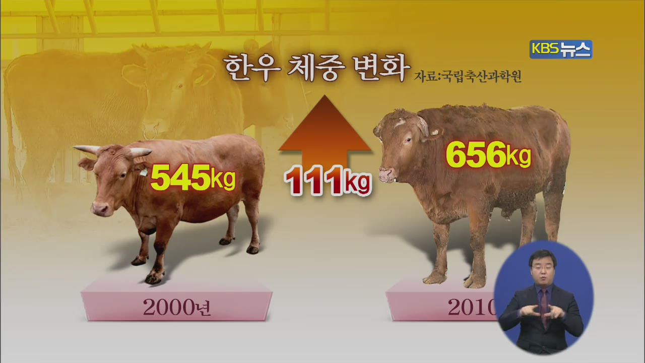 한우 10년새 100kg↑…1등급 소고기 비율 2배↑