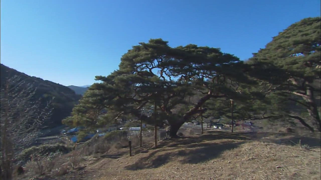 [뉴스광장 영상] 의령 성황리 소나무