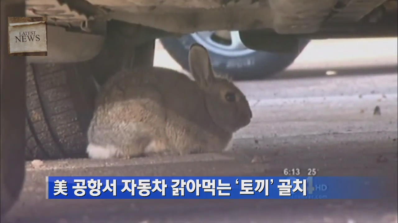 美 공항서 자동차 갉아먹는 ‘토끼’ 골치