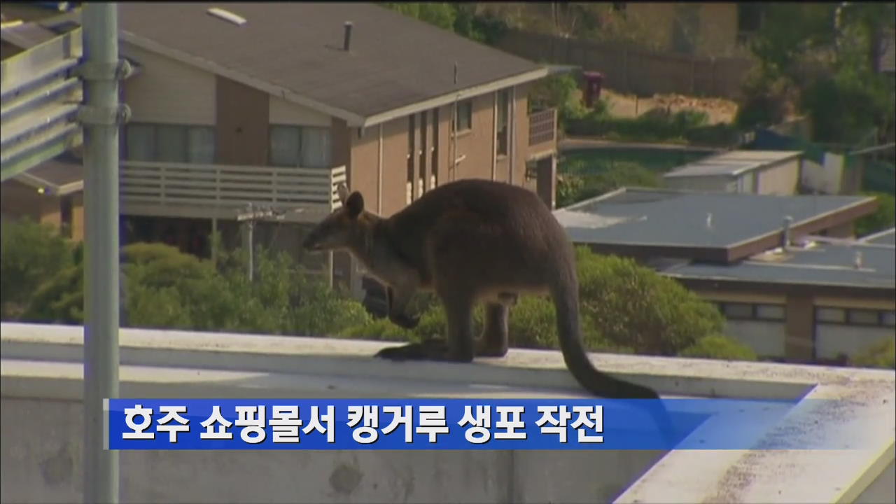 호주 쇼핑몰서 캥거루 생포 작전