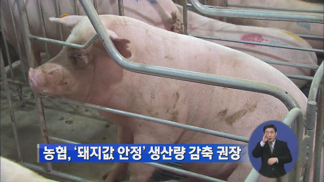 농협, ‘돼지값 안정’ 생산량 감축 권장