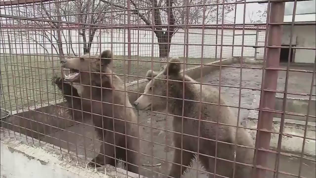 루마니아서 사자·곰 불법 사육 적발