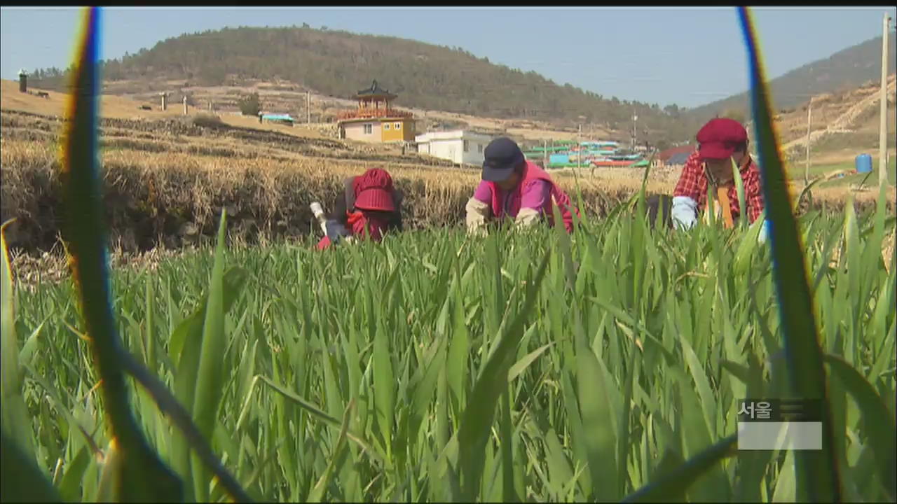 ‘슬로시티’ 청산도, 남녘 봄내음 물씬