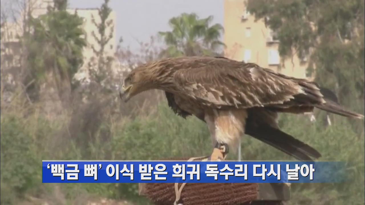 ‘백금 뼈’ 이식받은 희귀 독수리 다시 날아