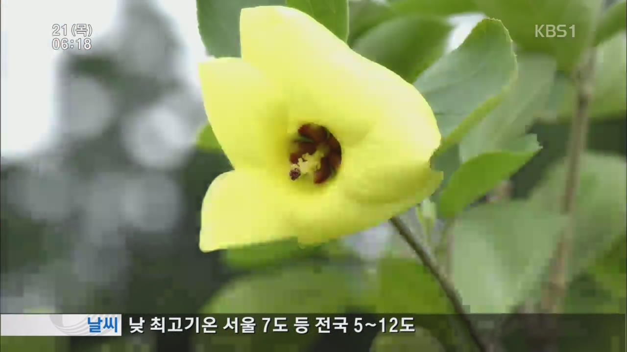 무궁화 ‘황근’ 복원 본격화