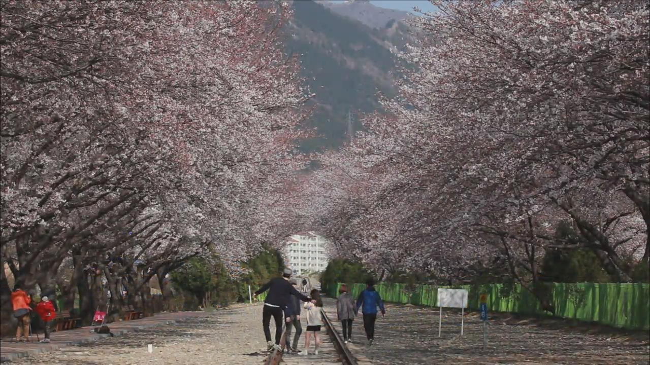 봄꽃 개화 들쭉날쭉, 연간 변동폭 최대 20일