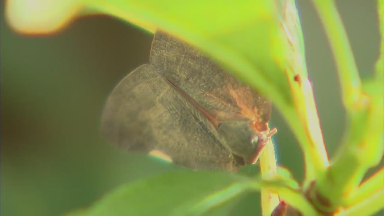 갈색날개매미충 확산…3년새 10배 급증