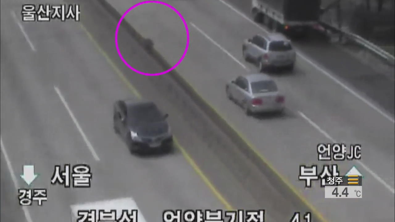 고속도로에 도축 준비 중이던 멧돼지 탈출