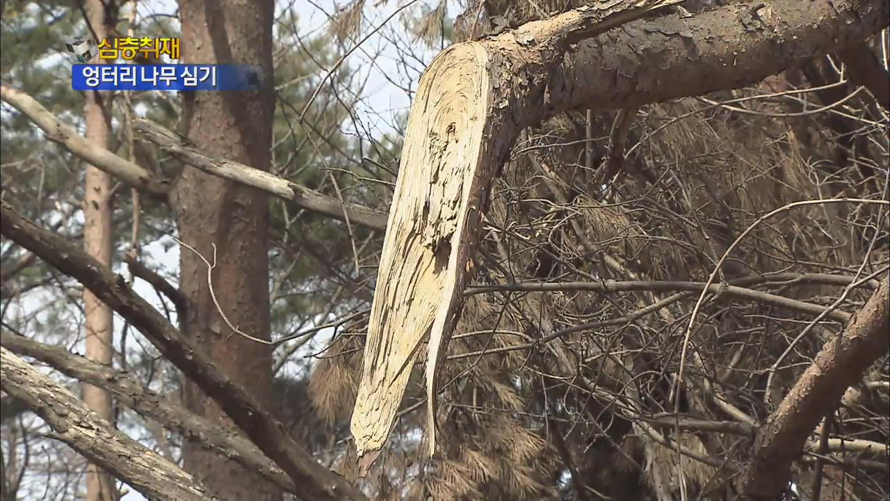 [심층취재] 엉터리 조림사업…곳곳이 폐허