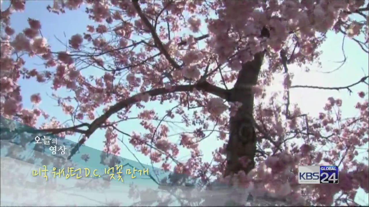 [오늘의 영상] 미국 워싱턴D.C 벚꽃 만개