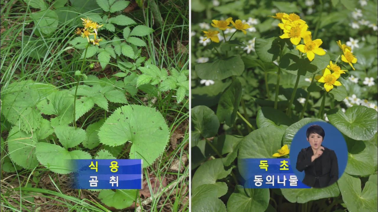 봄철에 산나물로 착각…독초 먹고 온몸 마비