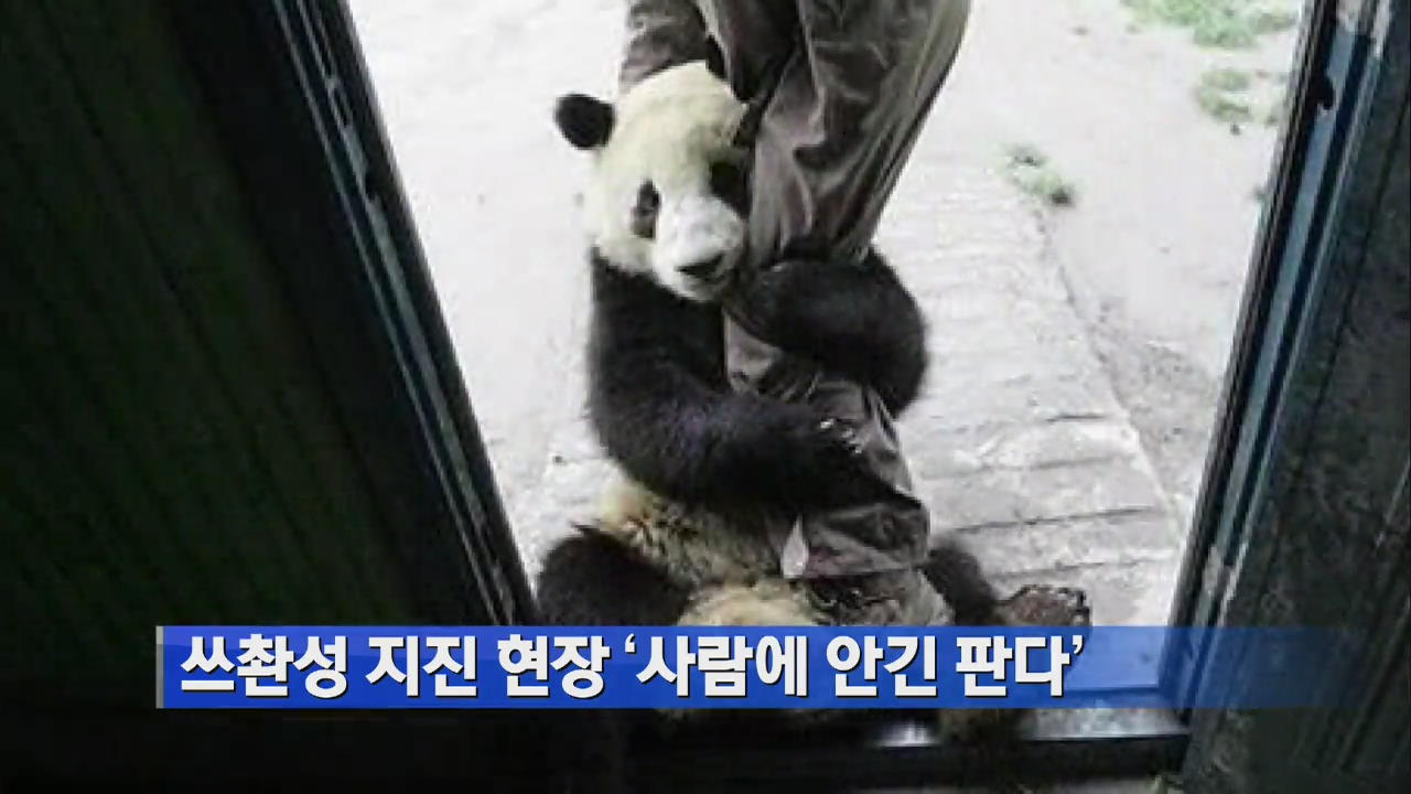 쓰촨성 지진 현장 ‘사람에 안긴 판다’