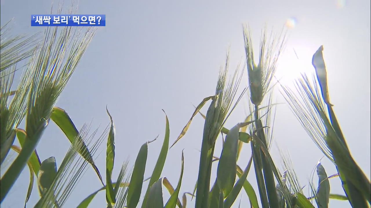 “‘새싹 보리’ 고지혈증·당뇨병에 효과”