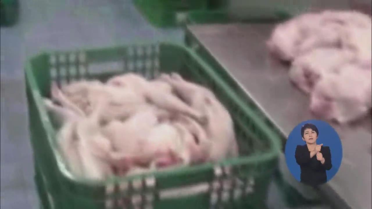 유통기한 지난 ‘불량 닭’ 30만 마리 생닭으로 판매
