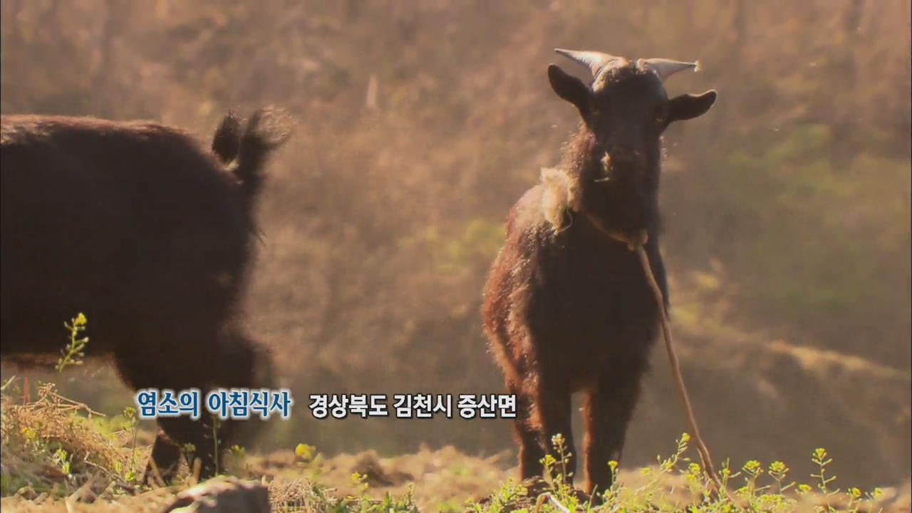 [뉴스광장 영상] 염소의 아침식사