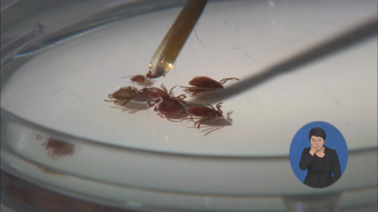 국내 첫 ‘살인 진드기’ 감염 의심환자 사망