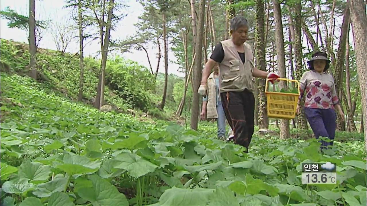 늦깍이 귀농인 “산나물로 부농의 꿈 키워요”