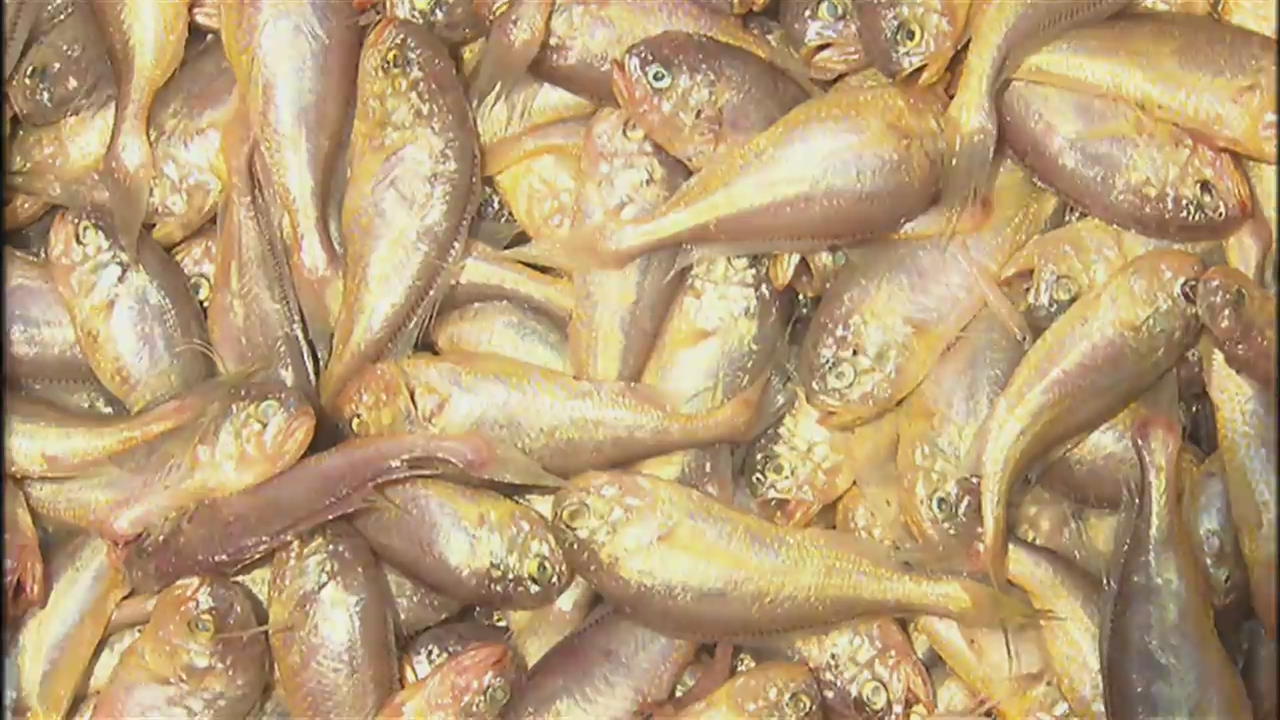 매달 수산물 별미 축제 ‘인기’ 