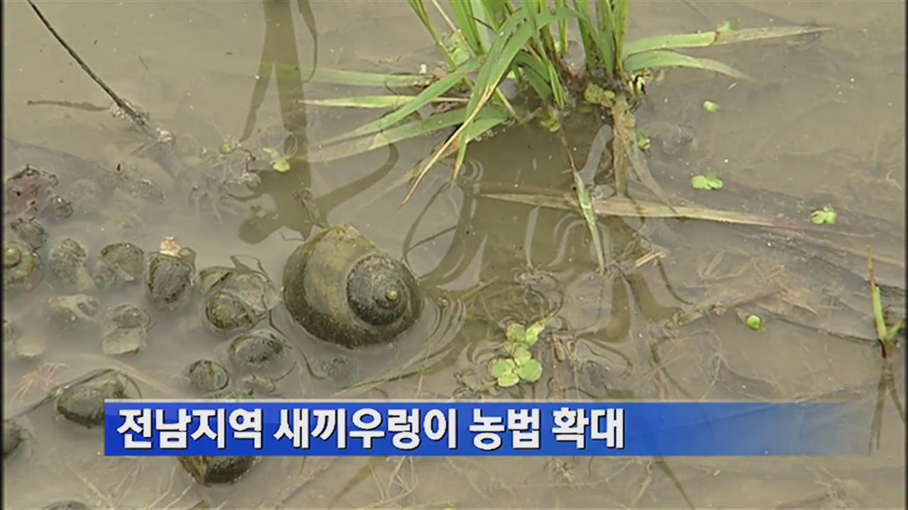 전남지역 새끼우렁이 농법 확대