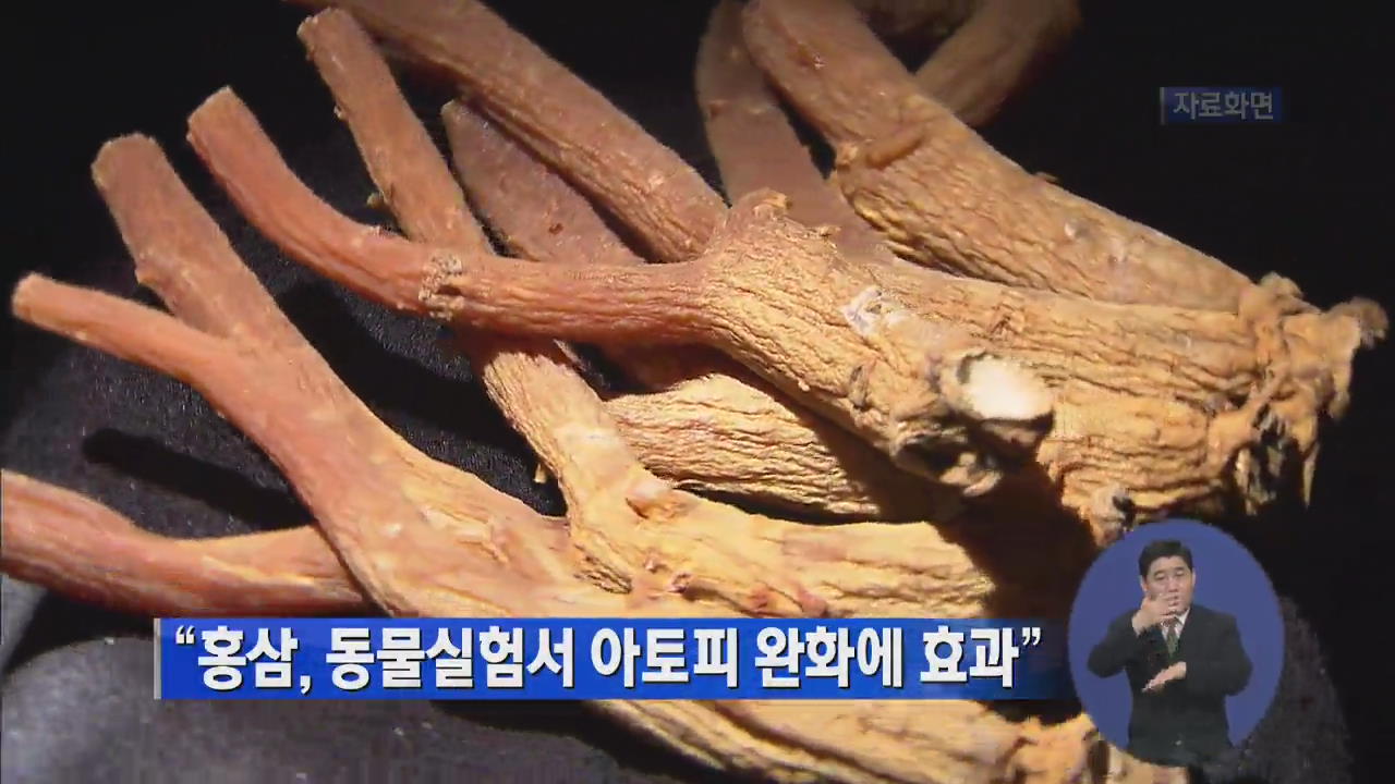 “홍삼, 동물실험서 아토피 완화에 효과”