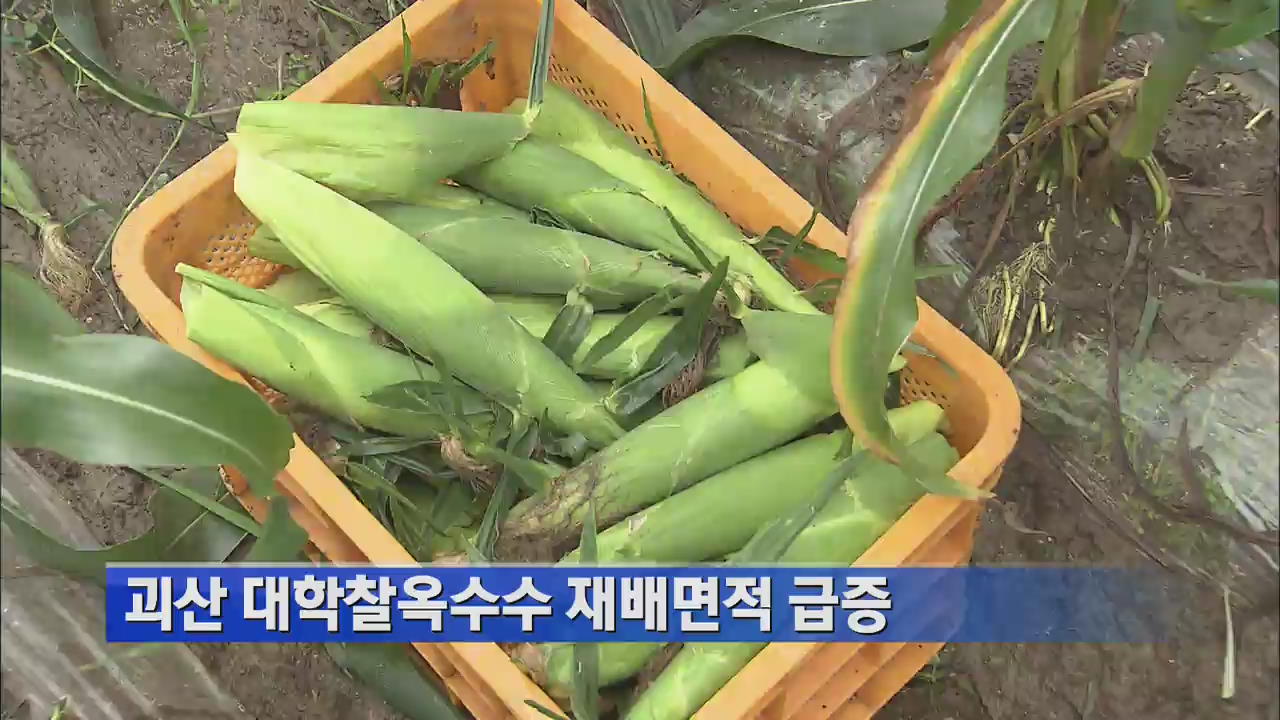 괴산 대학찰옥수수 재배면적 급증