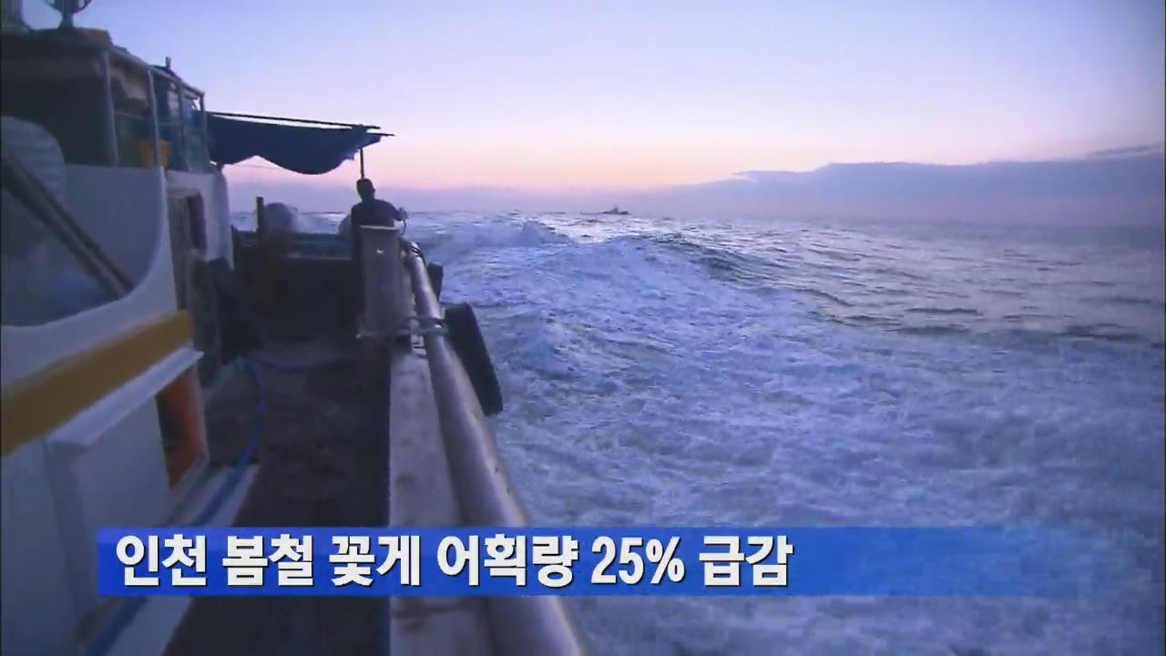 인천 봄철 꽃게 어획량 25% 급감 