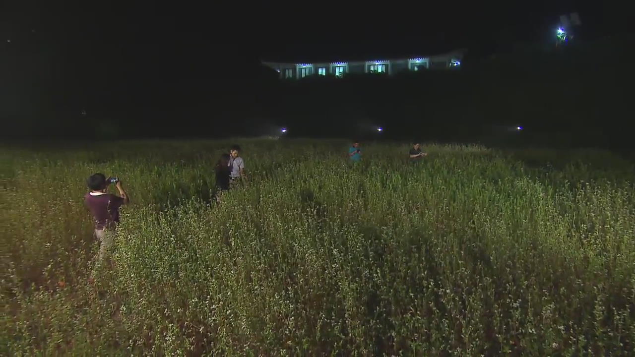 [이 시각 현장] 여름 밤의 흐드러진 메밀꽃 풍경