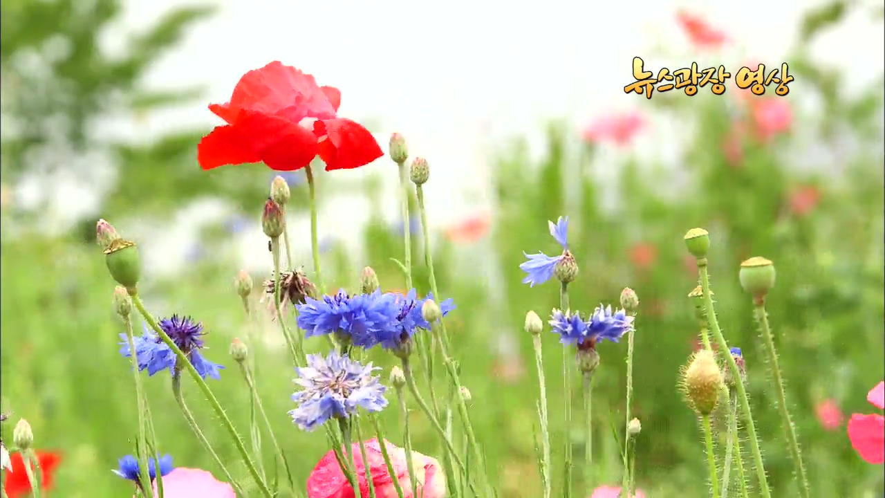 [뉴스광장 영상] 꽃의 노래