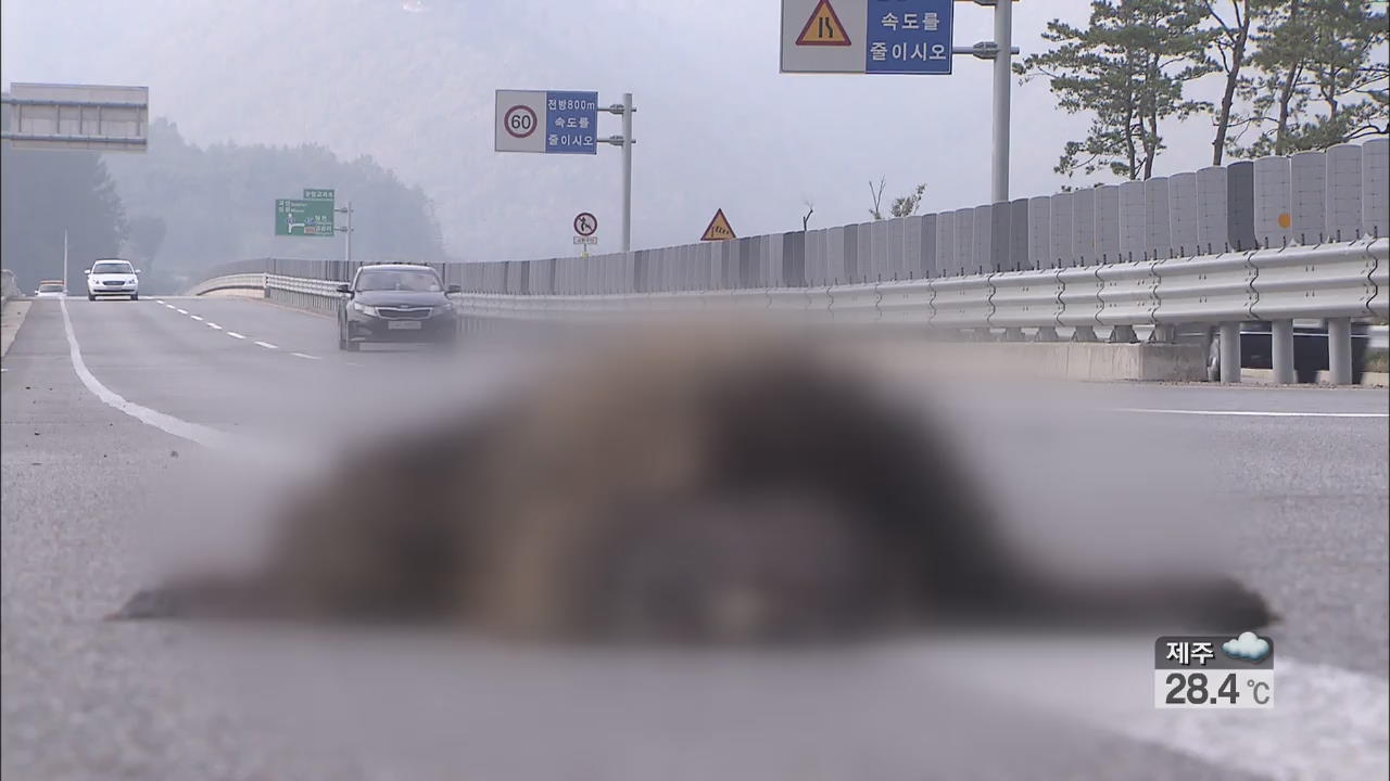 도로에 뛰어든 야생동물…교통사고 ‘아찔’