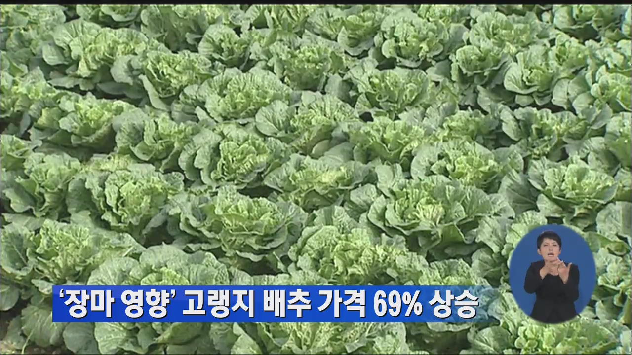 ‘장마 영향’ 고랭지 배추 가격 69% 상승