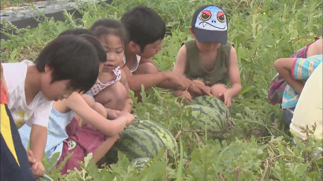 옛 미군기지에서 첫 수박 수확