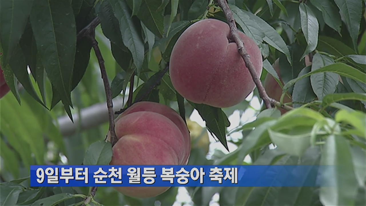 9일부터 순천 월등 복숭아 축제