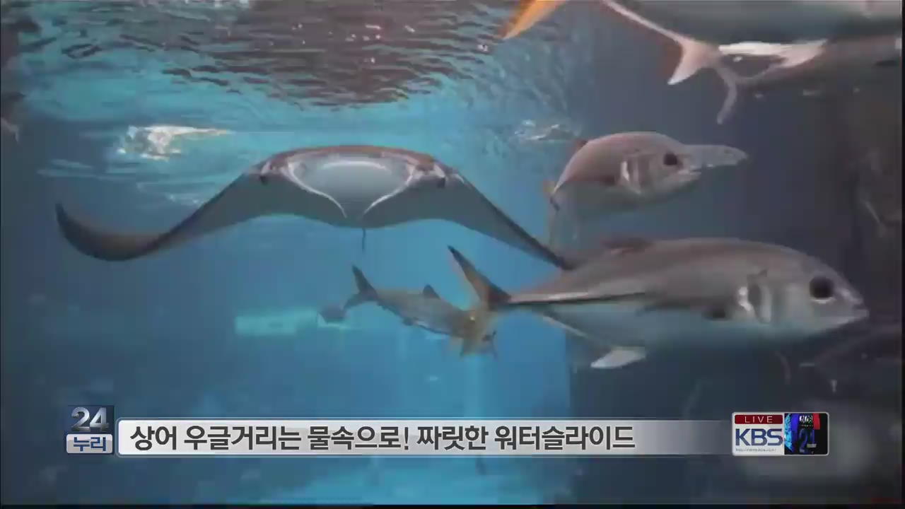 [지구촌 화제의 영상] 상어 우글거리는 물속으로! 外