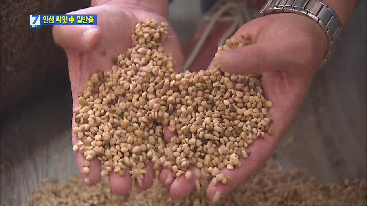 국내 인삼 씨앗, 중국에 대량 밀반출 일당 검거