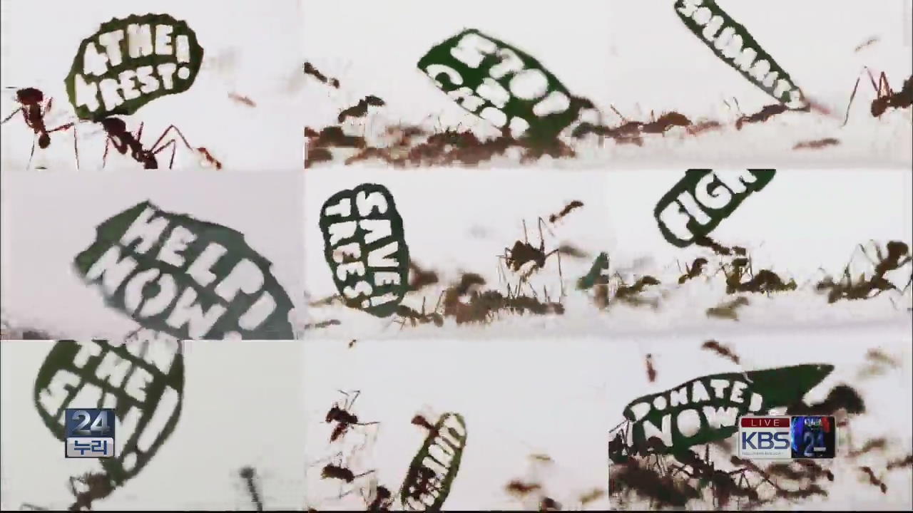 [지구촌 화제의 영상] 개미가 전한 메시지는? ‘숲을 지켜주세요’ 外