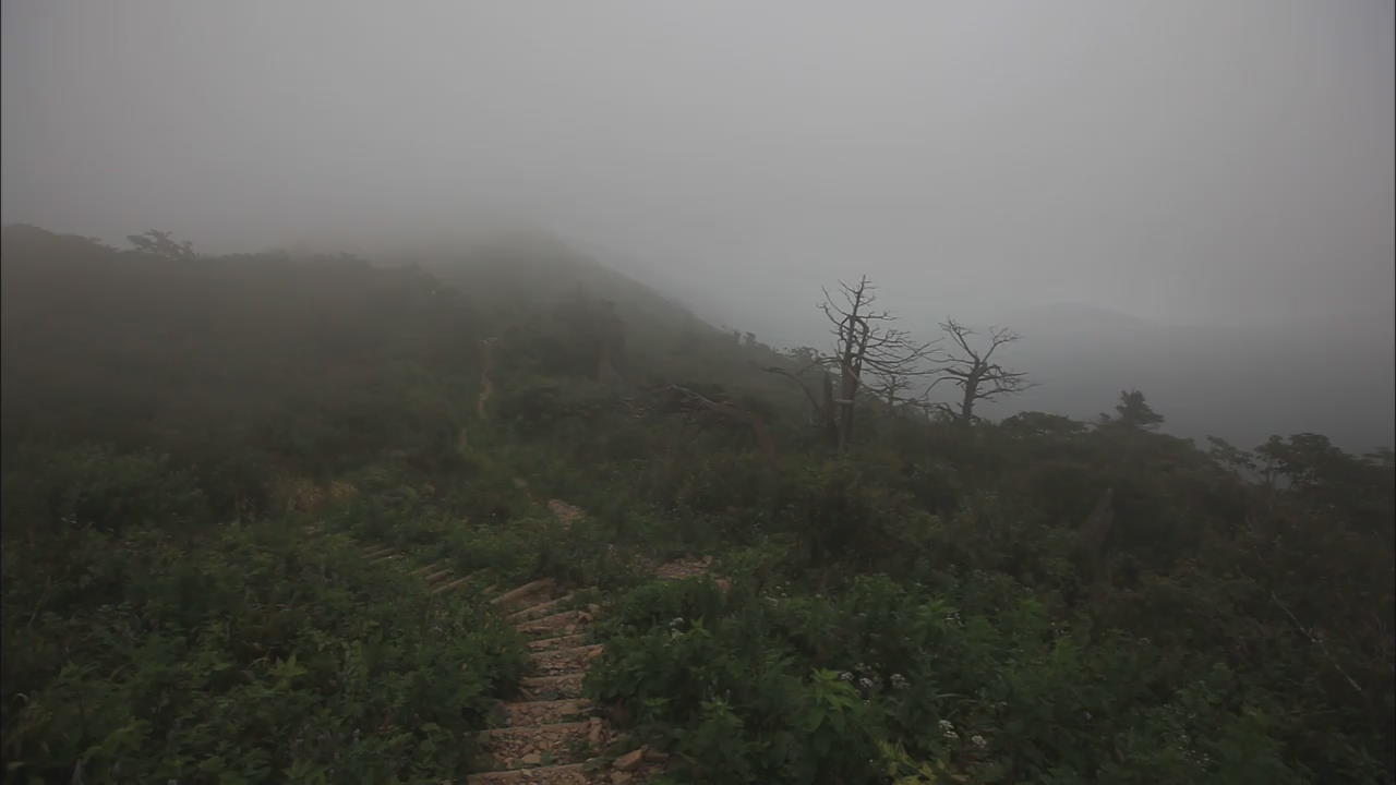 [뉴스광장 영상] 안개가 그려놓은 함백산