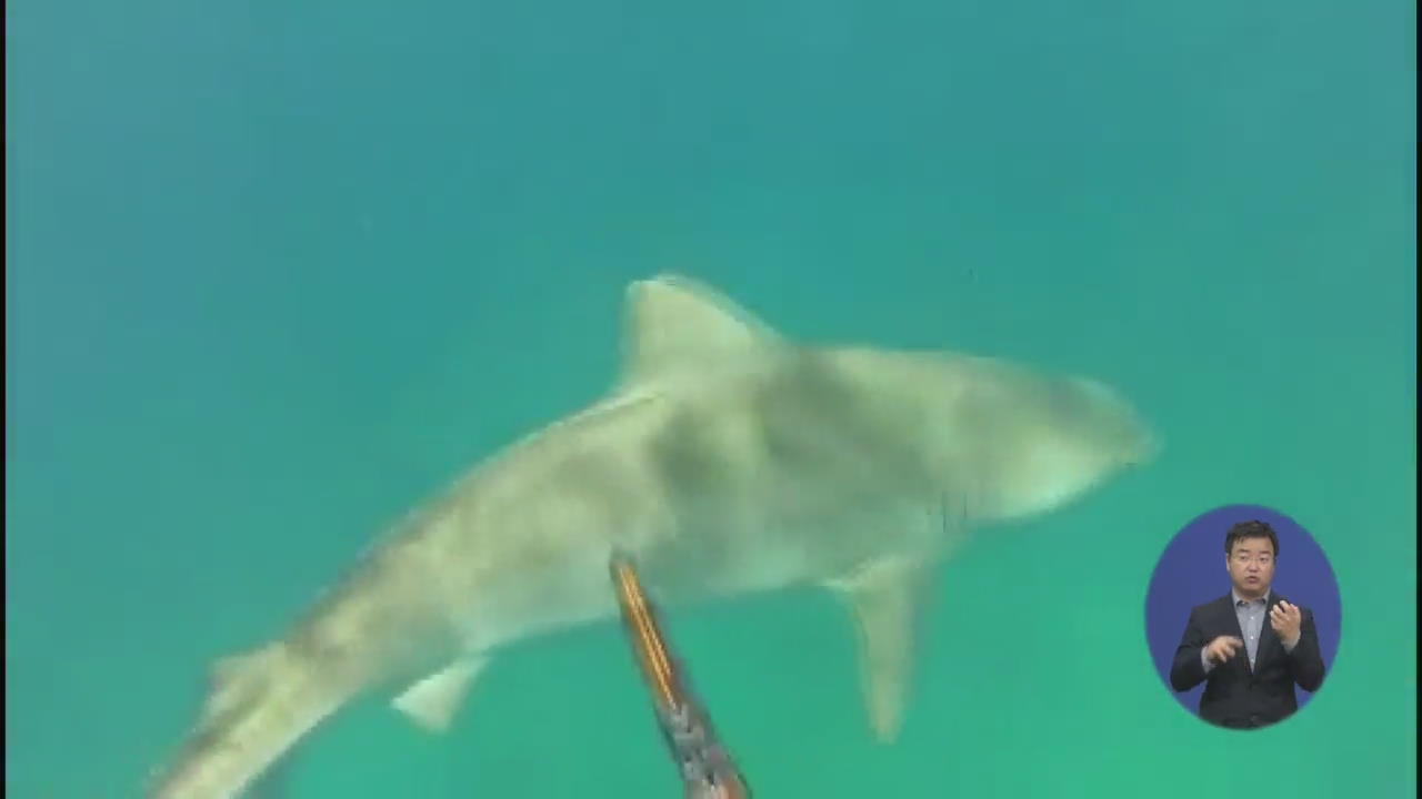 하와이 상어 공격으로 관광객 사망…주의!
