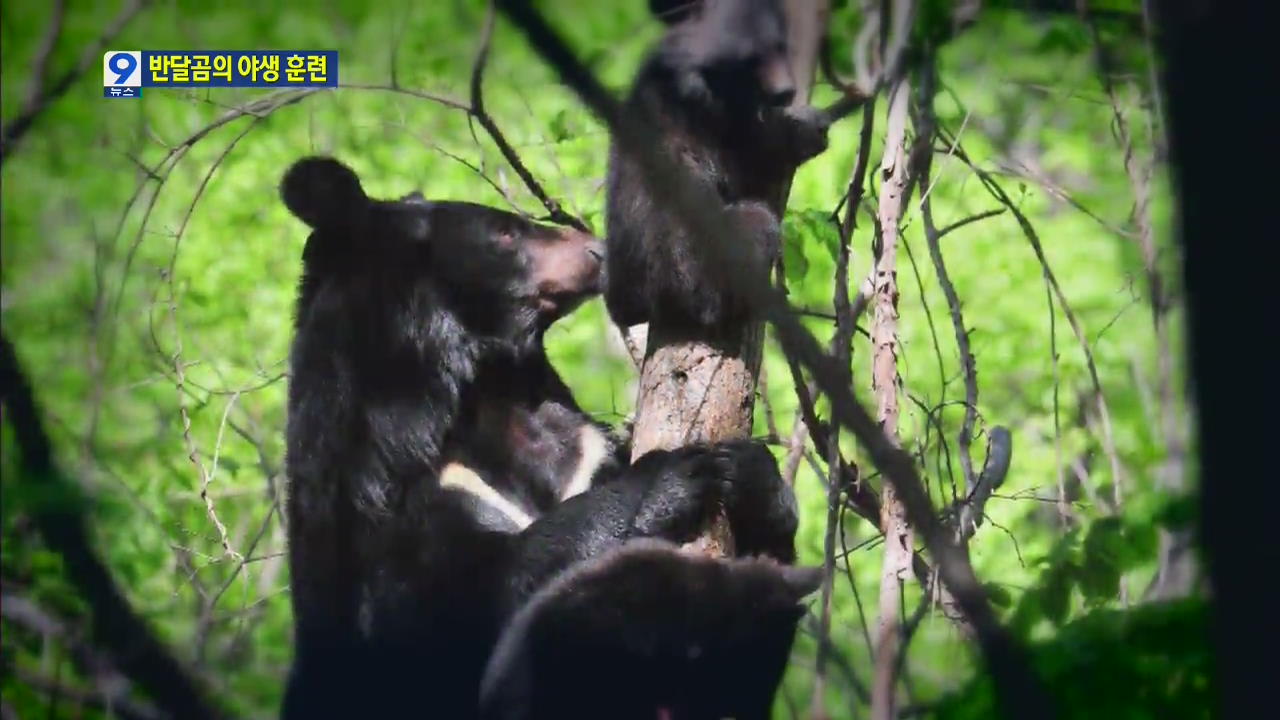 반달가슴곰 형제 야생 훈련 본격화